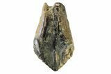 Fossil Dinosaur (Triceratops) Tooth - Montana #339810-1